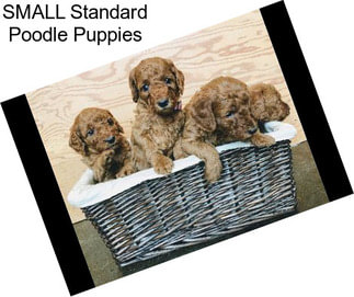 SMALL Standard Poodle Puppies
