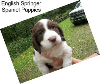 English Springer Spaniel Puppies