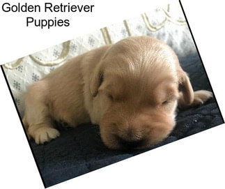 Golden Retriever Puppies