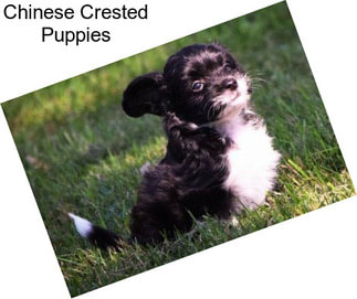 Chinese Crested Puppies