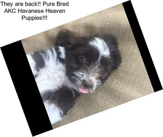They are back!! Pure Bred AKC Havanese Heaven Puppies!!!
