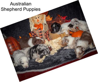 Australian Shepherd Puppies