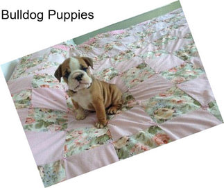 Bulldog Puppies