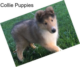 Collie Puppies