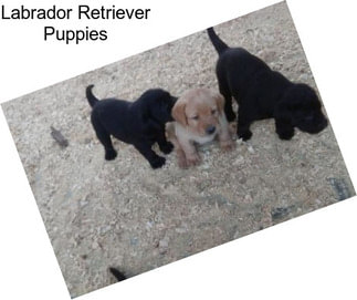 Labrador Retriever Puppies