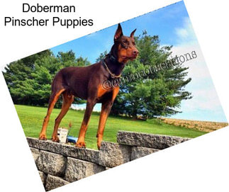 Doberman Pinscher Puppies