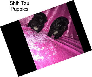 Shih Tzu Puppies