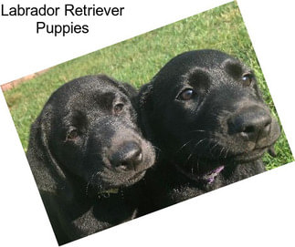 Labrador Retriever Puppies