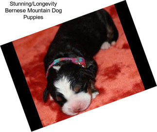 Stunning/Longevity Bernese Mountain Dog Puppies