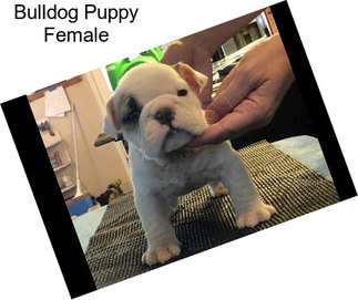 Bulldog Puppy Female