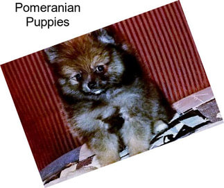 Pomeranian Puppies