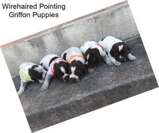 Wirehaired Pointing Griffon Puppies