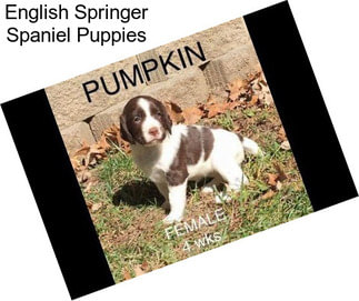 English Springer Spaniel Puppies