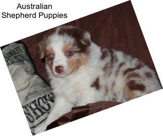 Australian Shepherd Puppies