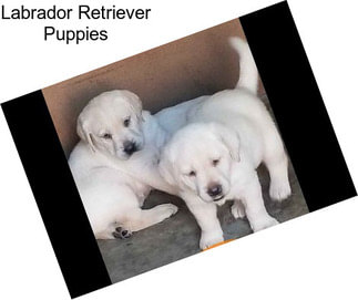 Labrador Retriever Puppies