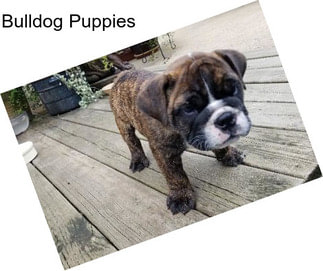 Bulldog Puppies