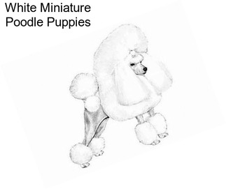 White Miniature Poodle Puppies