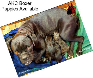 AKC Boxer Puppies Available