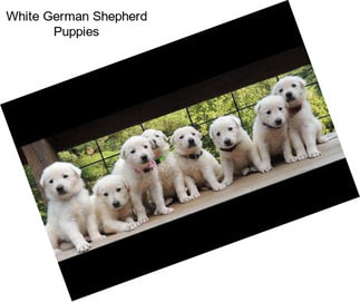 White German Shepherd Puppies