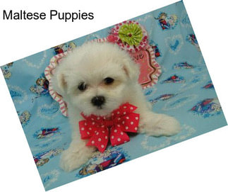 Maltese Puppies