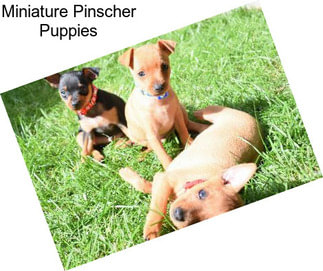 Miniature Pinscher Puppies