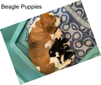 Beagle Puppies