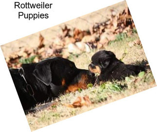 Rottweiler Puppies