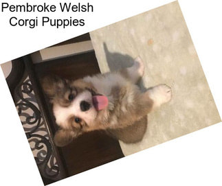 Pembroke Welsh Corgi Puppies