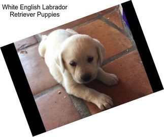 White English Labrador Retriever Puppies