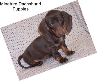 Minature Dachshund Puppies