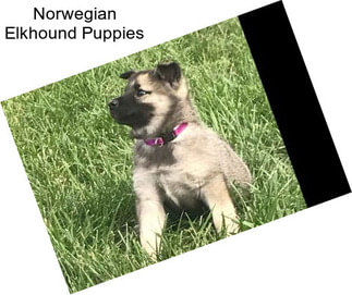 Norwegian Elkhound Puppies