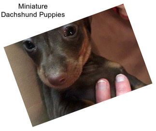 Miniature Dachshund Puppies