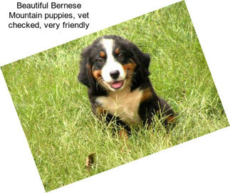 Beautiful Bernese Mountain puppies, vet checked, very friendly