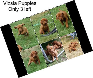 Vizsla Puppies Only 3 left