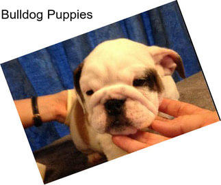 Bulldog Puppies