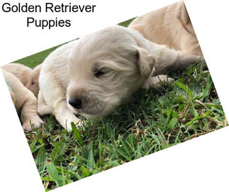 Golden Retriever Puppies