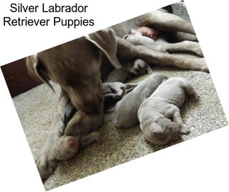 Silver Labrador Retriever Puppies