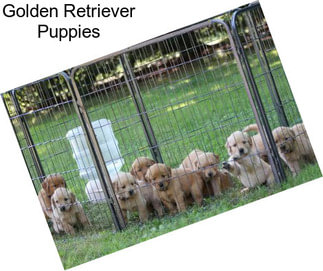 Golden Retriever Puppies