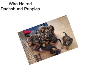 Wire Haired Dachshund Puppies