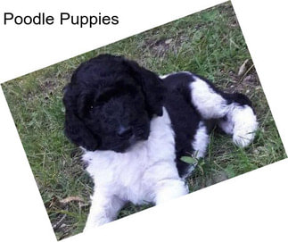 Poodle Puppies