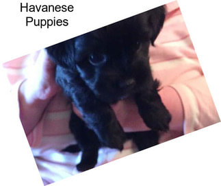 Havanese Puppies