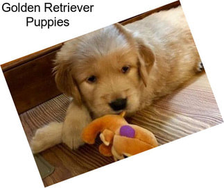 Golden Retriever Puppies