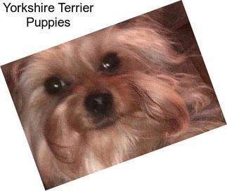 Yorkshire Terrier Puppies