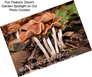 Fun Feature: Dave\'s Garden Spotlight on Our Photo Contest