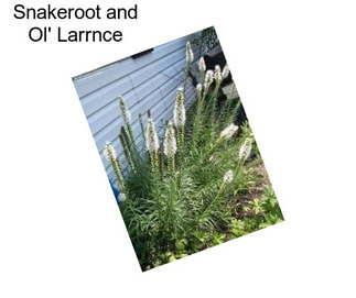 Snakeroot and Ol\' Larrnce