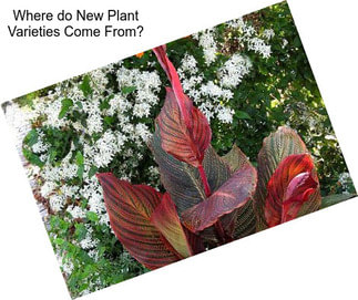 Where do New Plant Varieties Come From?