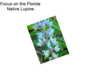 Focus on the Florida Native Lupine