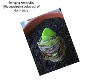 Bringing Amaryllis (Hippeastrum) bulbs out of dormancy