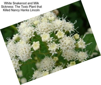 White Snakeroot and Milk Sickness: The Toxic Plant that Killed Nancy Hanks Lincoln