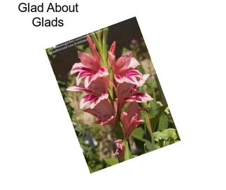 Glad About Glads